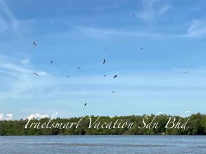 eagle-watching-kuala-selangor